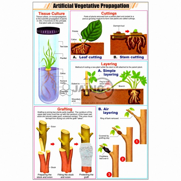 Artificial Vegetative Propagation Chart